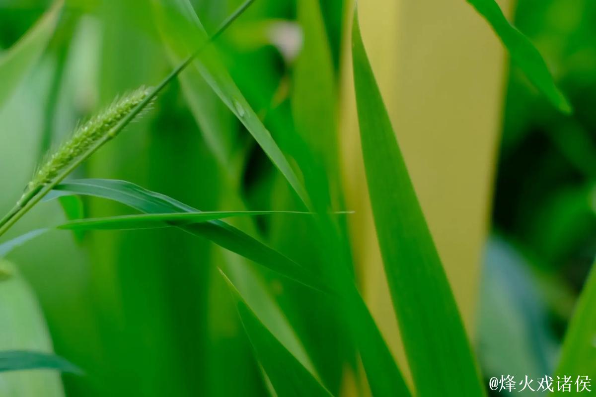 青青草华人绿色在线观看视频优质推荐